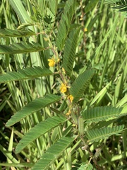 Chamaecrista nictitans