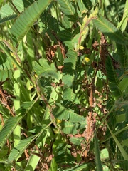 Chamaecrista nictitans