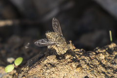 Conophorus fenestratus