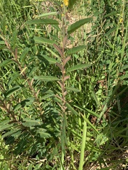 Chamaecrista nictitans