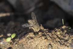 Conophorus fenestratus