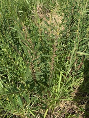 Chamaecrista nictitans