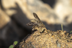 Conophorus fenestratus