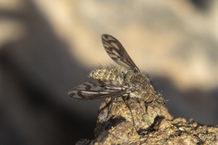 Conophorus fenestratus