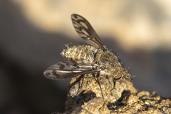 Conophorus fenestratus