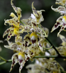 Oncidium gloriosum