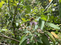 Chromolaena integrifolia