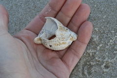 Buccinidae