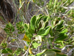 Euclea tomentosa