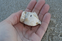 Buccinidae