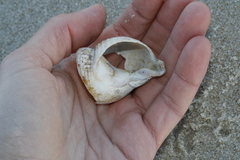 Buccinidae