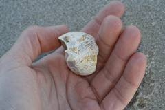 Buccinidae