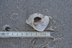 Buccinidae