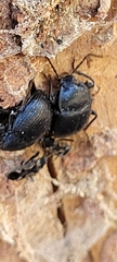 Accanthopus velikensis