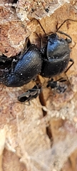 Accanthopus velikensis