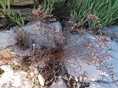 Limonium cancellatum