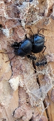 Accanthopus velikensis