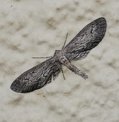 Glaucina interruptaria