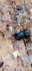 Accanthopus velikensis