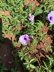 Ipomoea cairica