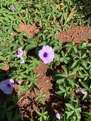 Ipomoea cairica