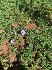 Ipomoea cairica