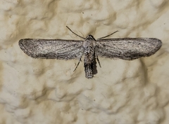 Glaucina interruptaria
