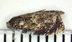 Olethreutes auricapitana