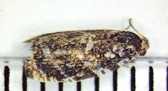 Olethreutes auricapitana