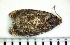 Olethreutes auricapitana
