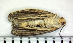 Olethreutes auricapitana