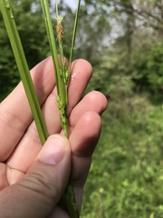 Carex grisea