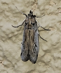 Melitara dentata