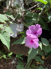 Ipomoea carnea fistulosa