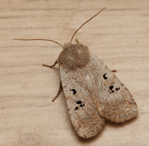 Black-spot Chestnut