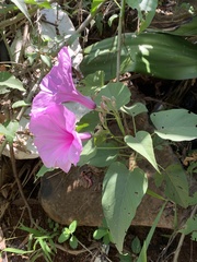 Ipomoea carnea fistulosa