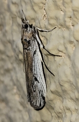 Melitara dentata