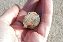 Buccinidae