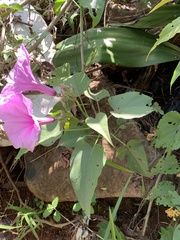 Ipomoea carnea fistulosa