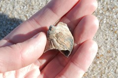 Buccinidae