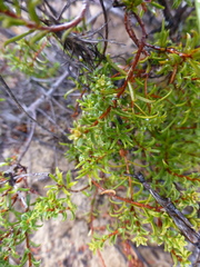 Diosma aspalathoides