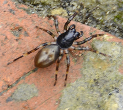 Corinninae