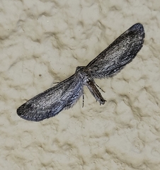 Glaucina interruptaria