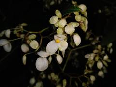 Begonia barkeri