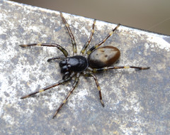 Corinninae
