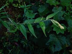 Lithospermum rzedowskii