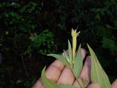 Lithospermum rzedowskii