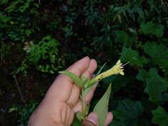 Lithospermum rzedowskii