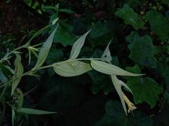 Lithospermum rzedowskii