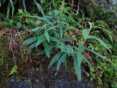 Lithospermum rzedowskii